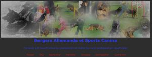 bergers-allemands-sports-canins-2016-09-08_145813