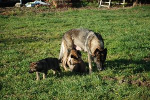 chiots-aton-evora-1
