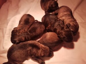 Chiots-Nensa